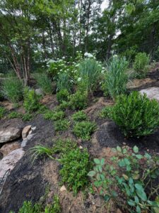 Native Hillside Planting for Erosion Control Cape Cod
