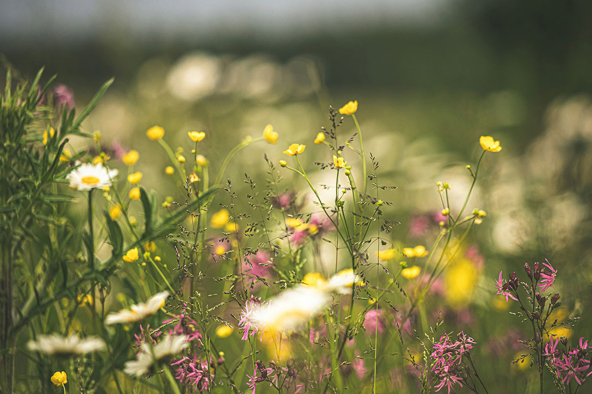 Meadows and the Outer Cape Landscape